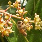 Bee on Richie's Mango Tree ©Richie Gerber 
